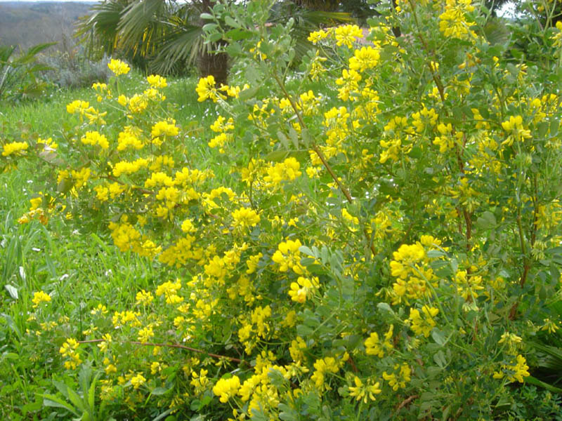 Coronilla valentina ssp glauca